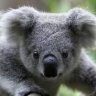 koala 28