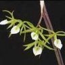 BRASSAVOLLA