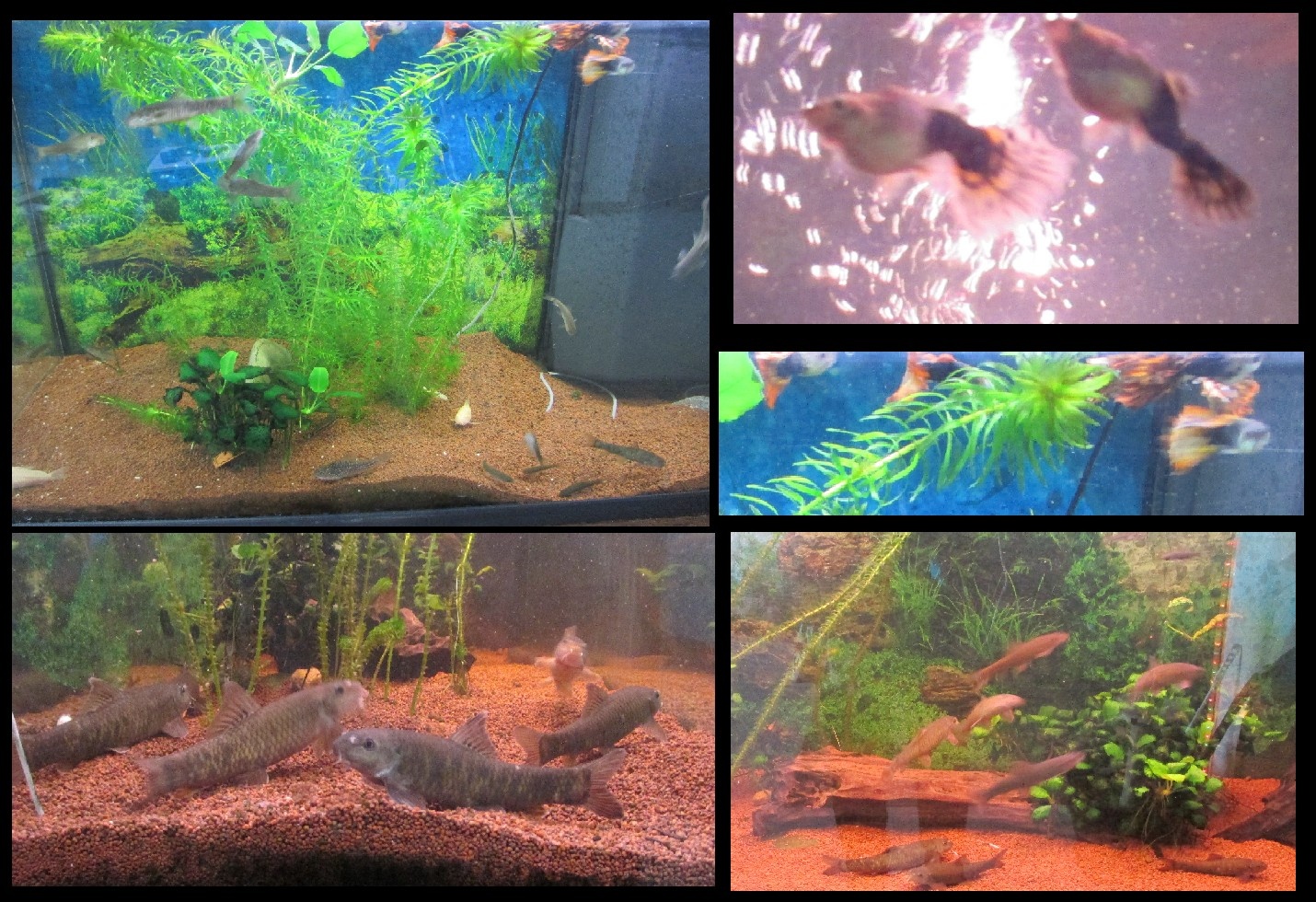 01 photo poissons.jpg