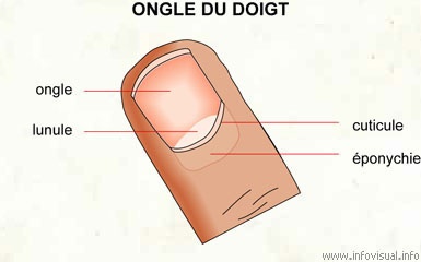 030 Ongle du doigt.jpg