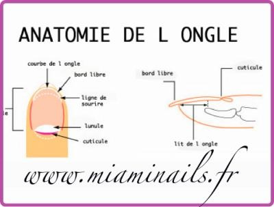 anatomie-de-l-ongle1.jpg