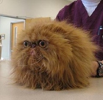 boule-de-poil.jpg