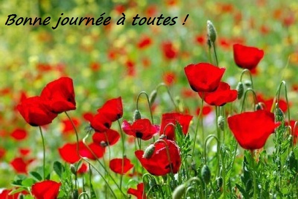 champ coquelicots.jpg