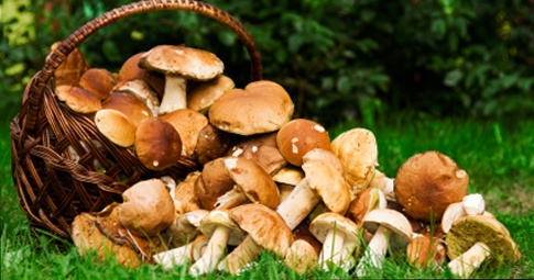 champignons.jpg