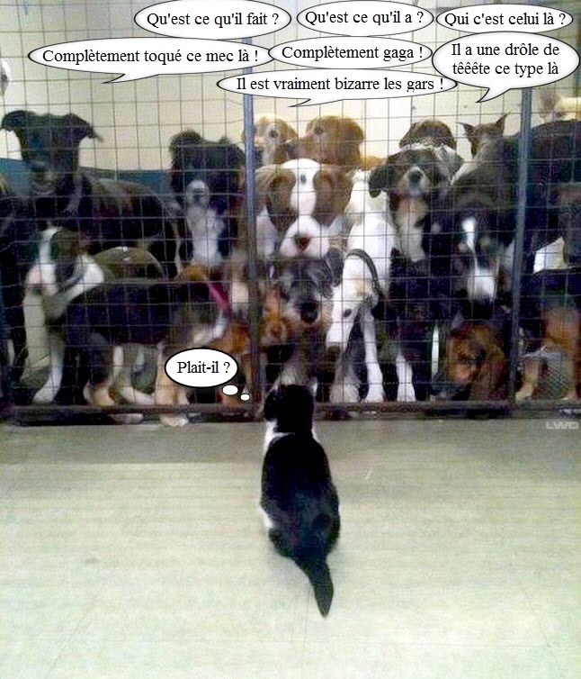 chat chiens.jpg