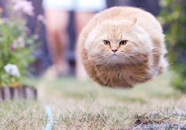 chat volant.jpg