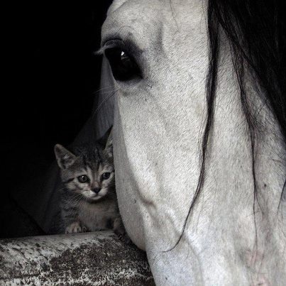 cheval chaton.jpg