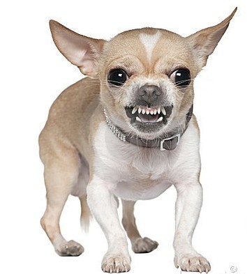 chien de défense.jpg