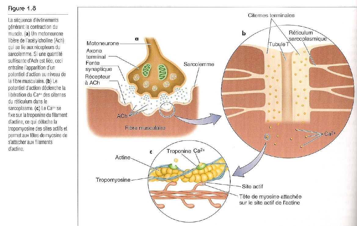 contraction muscle Ca.jpg