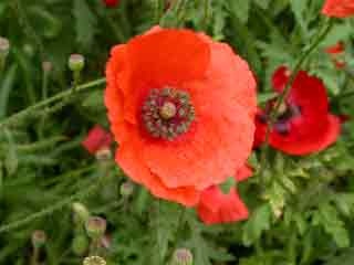 coquelicot-fleur.jpg