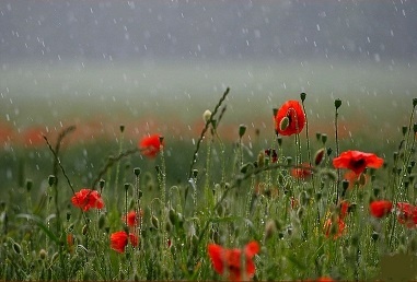 coquelicots pluie.jpg