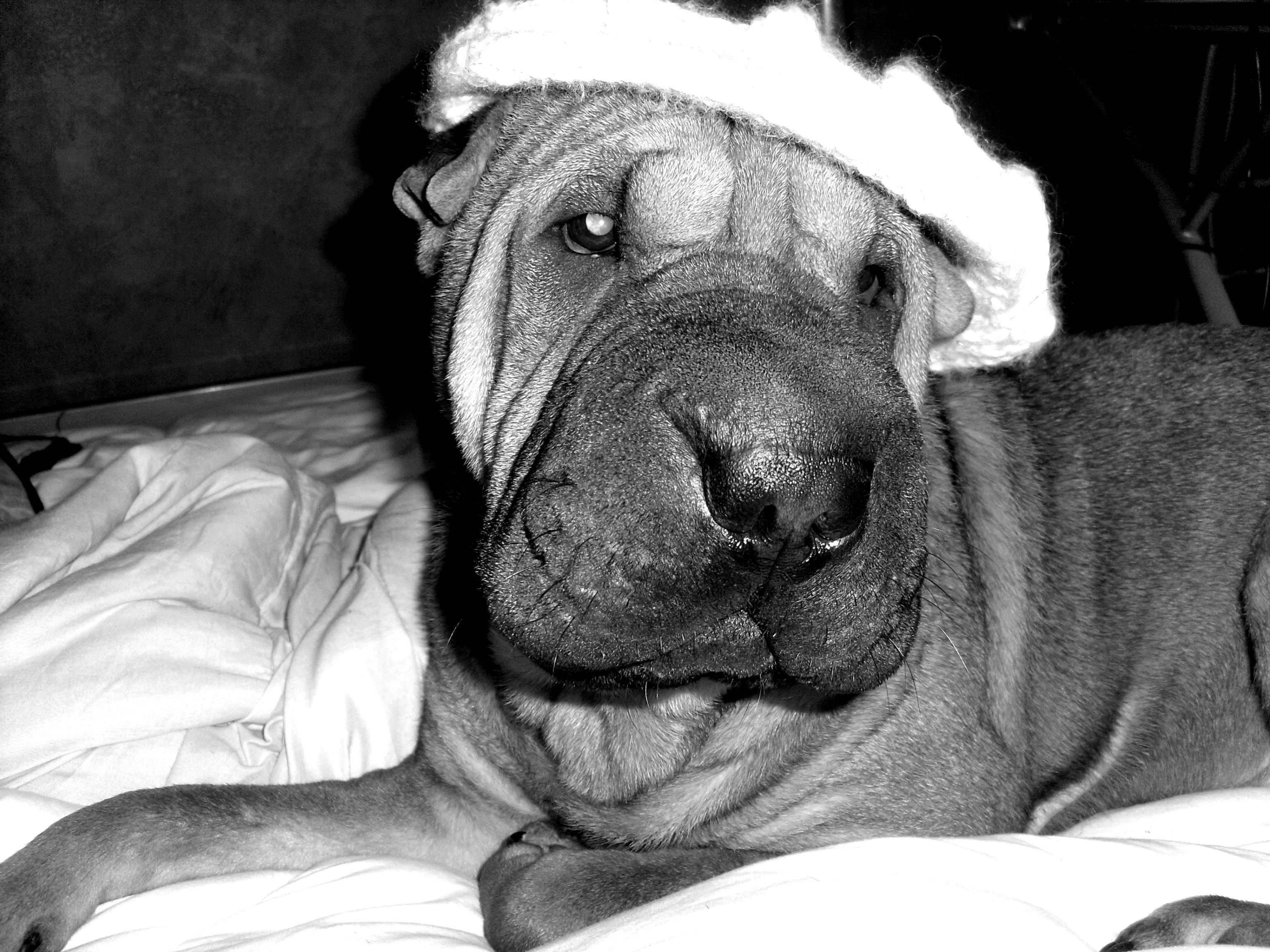 Droopy ,, Pom &² Ulisse  (2).JPG