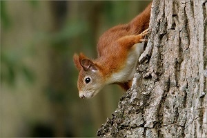 ecureuil-roux.jpg