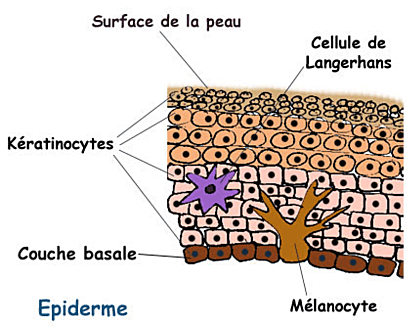 epiderme.png