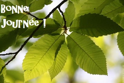 feuilles chataignier1.jpg