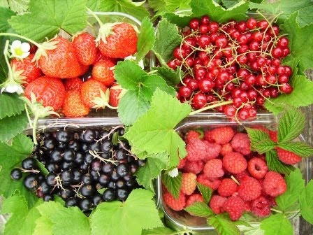 fruits rouges.jpg