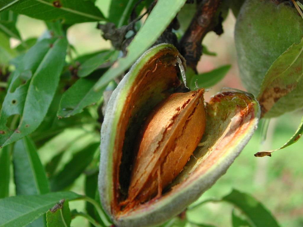 huile amande nuxe.jpg