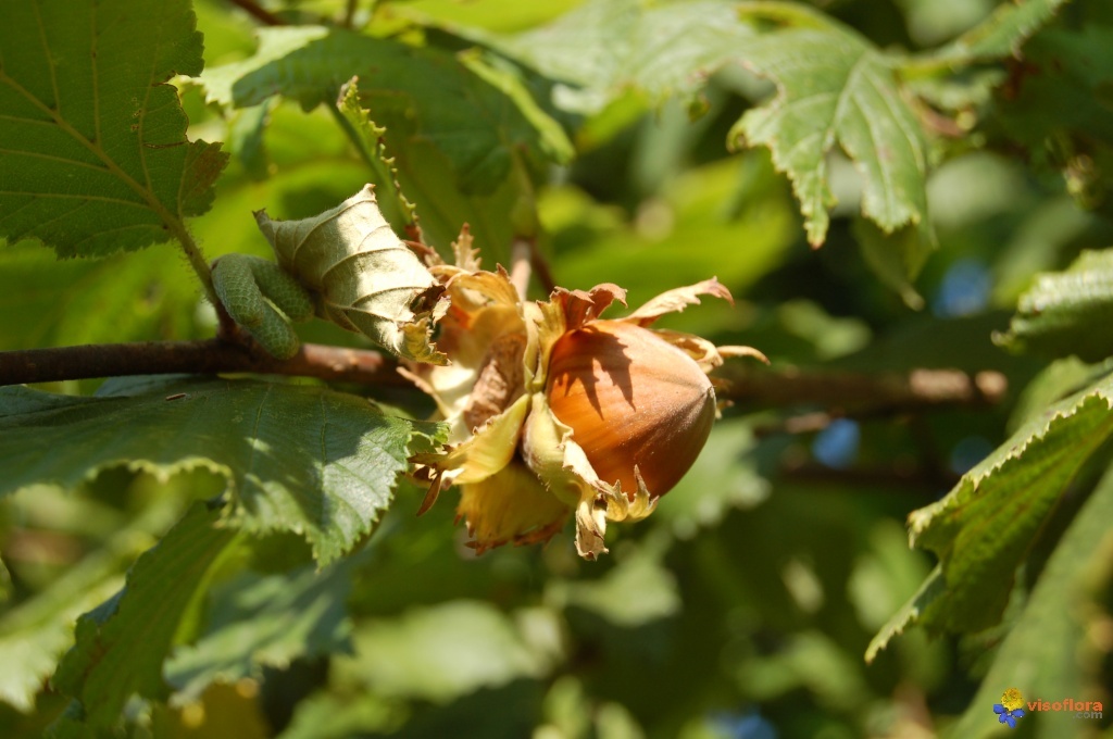 huile de noisette nuxe.jpg