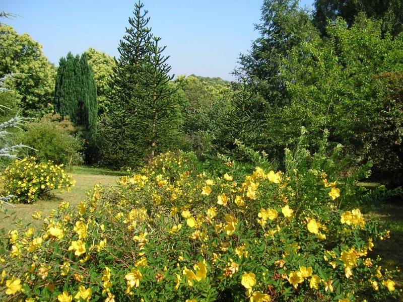 huile Millepertuis nuxe.jpg