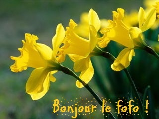jonquillesbj.jpg
