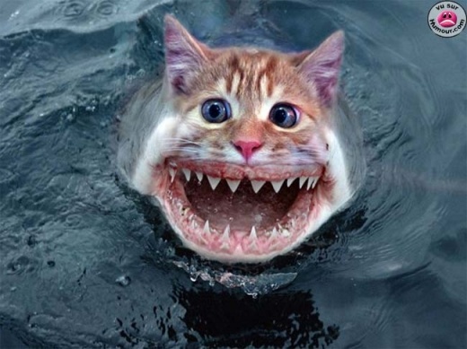 l-chat-requin.jpg