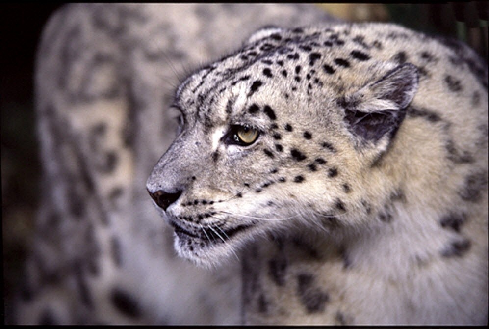 leopard des neiges.jpg