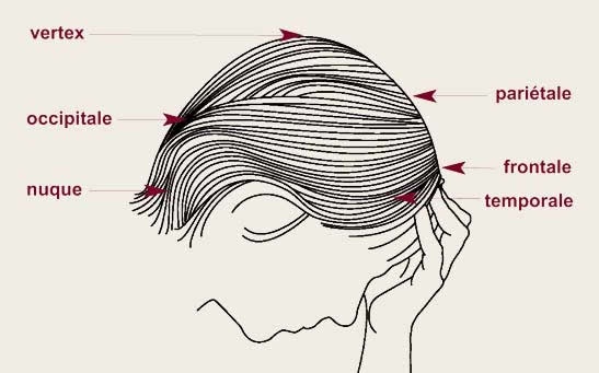 les parties de la tête.jpg