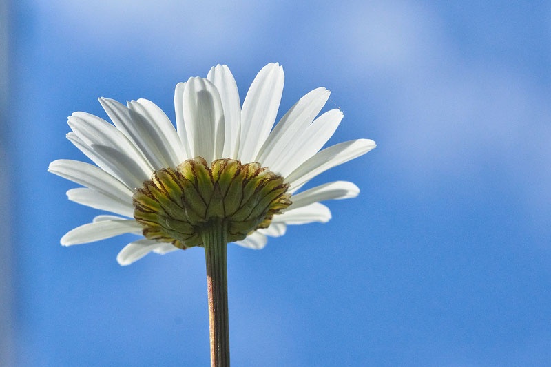 marguerite soleil.jpg