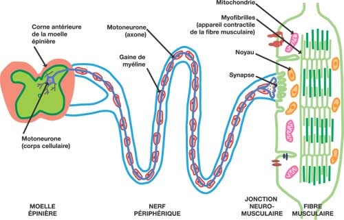 motoneurone.jpg