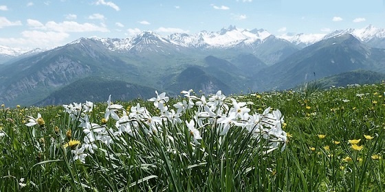 narcisses et montagnep.jpg
