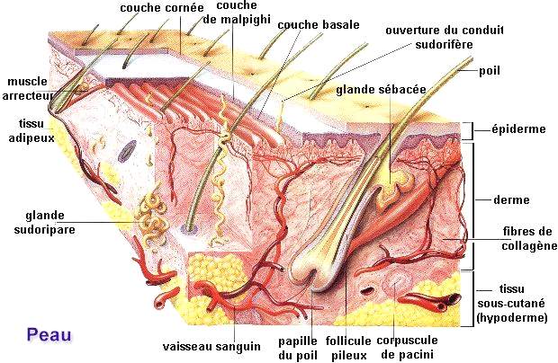 schema_peau.jpg