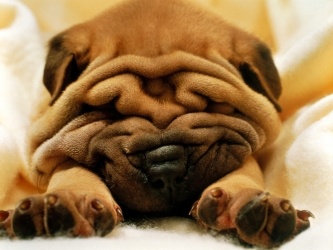 sharpei1000p2.jpg