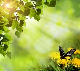 soleil printemps.jpg