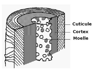structure du cheveux.JPG