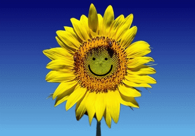 tournesol clin d'oeil.gif