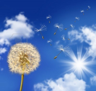 vent souffle pissenlit.jpg