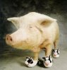 cochon chaussure.jpg