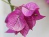 bougainvilliers2.jpeg