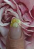 rose copie.jpg