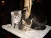 photo encore chaton 012.jpg