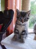 photo encore chaton 016.jpg