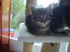 photo encore chaton 015.jpg