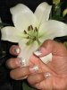 3 08 09 Vert & strass 007.jpg