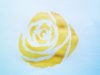 rose seule.jpg