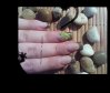 gecko1.jpg