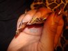 félinails4.jpg
