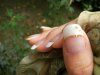 nailpoppits.jpg