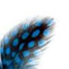 Plumes___Pois_Tu_49cbe891b4d40.jpg