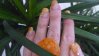 ongle orange 003.jpg