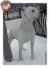 dogue-argentin-02.jpg